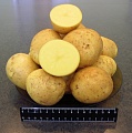 Колхоз "Заря" - картофель оптом от производителя