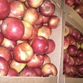 Агроопт - яблоки оптом от производителя