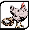 ООО "Миркур" - оптовые поставки яичной и куриной продукции 