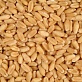 Пшеница оптом, доставка по России