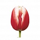 Тюльпаны оптом Leen Van Der Mark