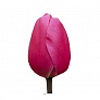 Тюльпаны оптом Jumbo Pink